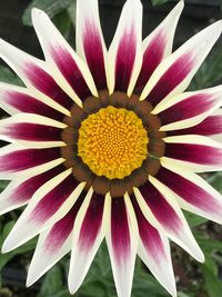 Close-up of pink flower