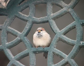 Close-up of bird perching on metal fence