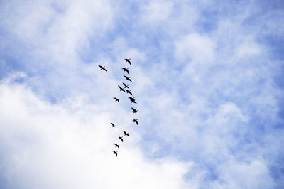 Low angle view of birds flying against sky