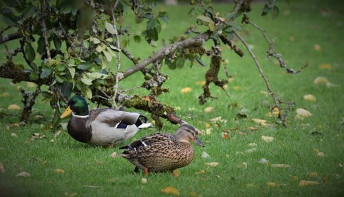 Ducks on a field