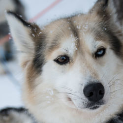 Close-up portrait of dog during winter