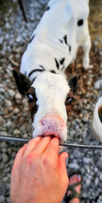 Close-up of baby eating