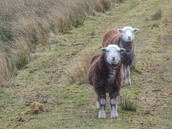 Portrait of sheep standing in a field