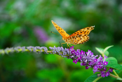 Close-up of butterfly on purple flower