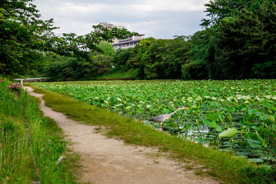 A great blue heron is looking into the water of a pond by fukuoka castle ruins, fukuoka, japan