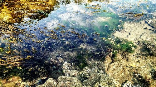 Reflection of trees in water