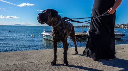 Low section of woman with mastiff dog standing on pier