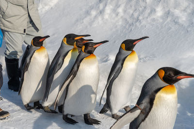 Flock of birds in snow