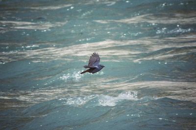 High angle view of seagull flying over sea