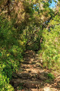 Close-up of trees growing on plants