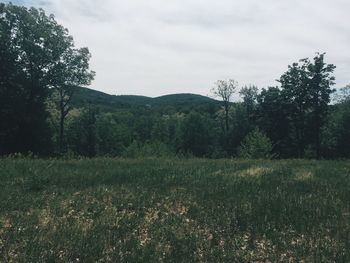 Trees on grassy field