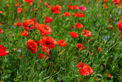 Close-up of red poppy flowers on field