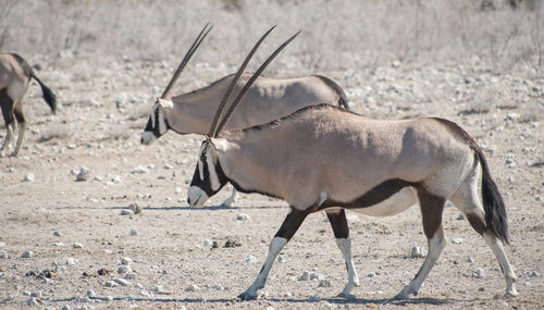 Oryx antelope in the etosha national park namibia south africa