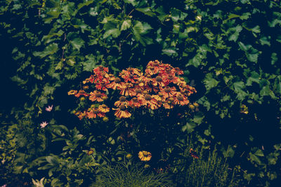 Close-up of flowers blooming outdoors