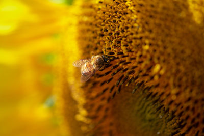 Close-up of bee pollinating flower