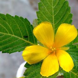 Close-up of yellow flower