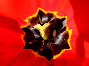 Macro shot of red flower
