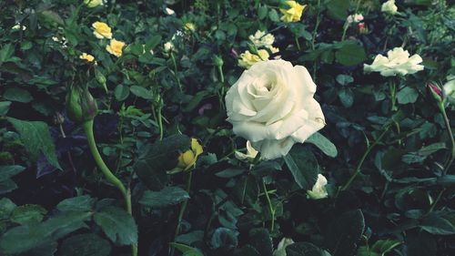 Close-up of white rose