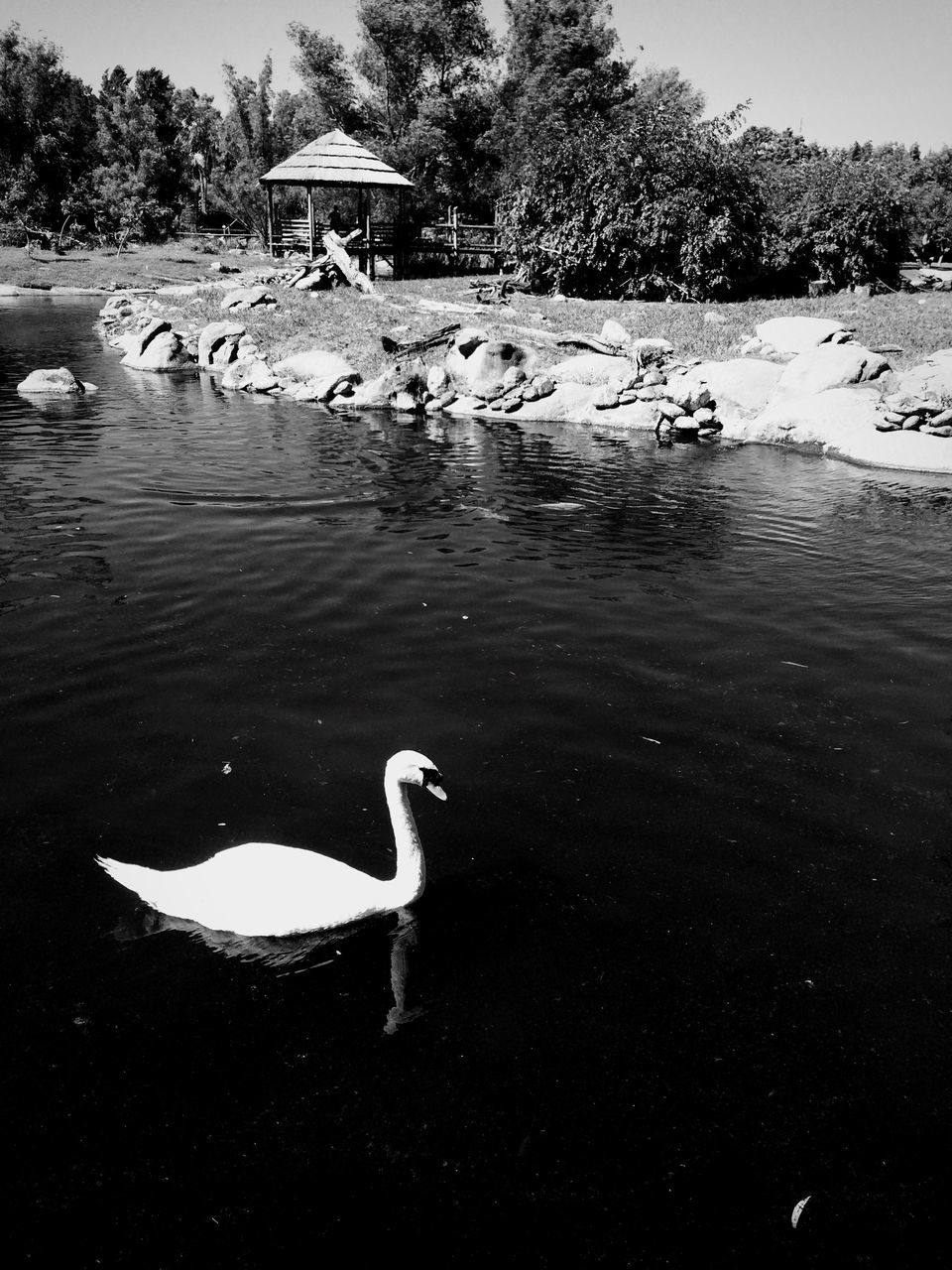 bird, animal themes, water, animals in the wild, swan, wildlife, lake, swimming, duck, water bird, nature, lakeshore, two animals, reflection, beak, outdoors, beauty in nature, rippled, tranquility, day