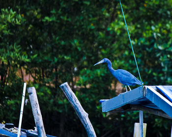 Bird perching on a wood