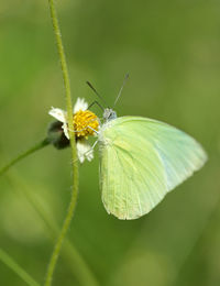 Close-up of butterfly pollinating on flower