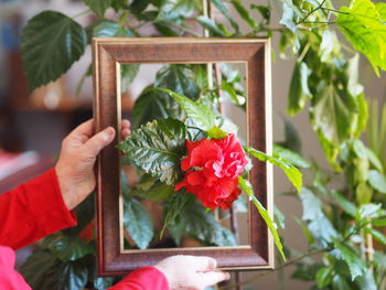 Close-up of hand holding red flowering plant