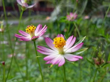 Close-up of pink flowering plant