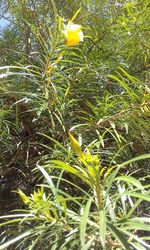 Close-up of yellow butterfly on plant