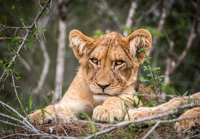 Close-up of lion cub