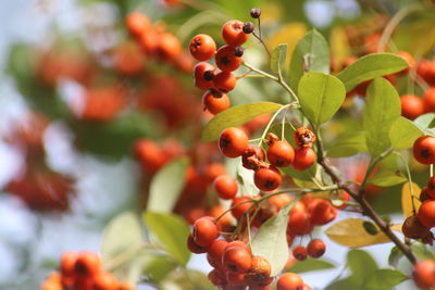 Close-up of berries growing on tree