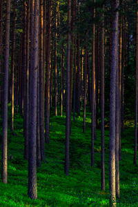 View of trees in forest