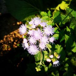 Close-up of purple flowers