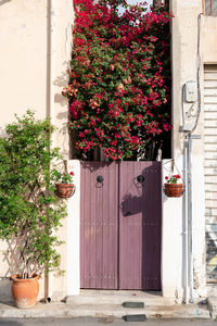 Close-up of potted plant against building