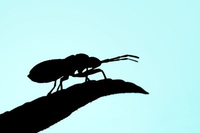 Low angle view of silhouette insect against blue sky
