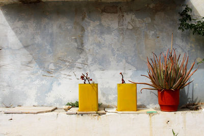 Yellow plants against wall