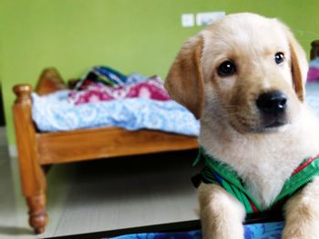 Close-up of dog at home