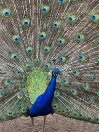 Close-up of peacock