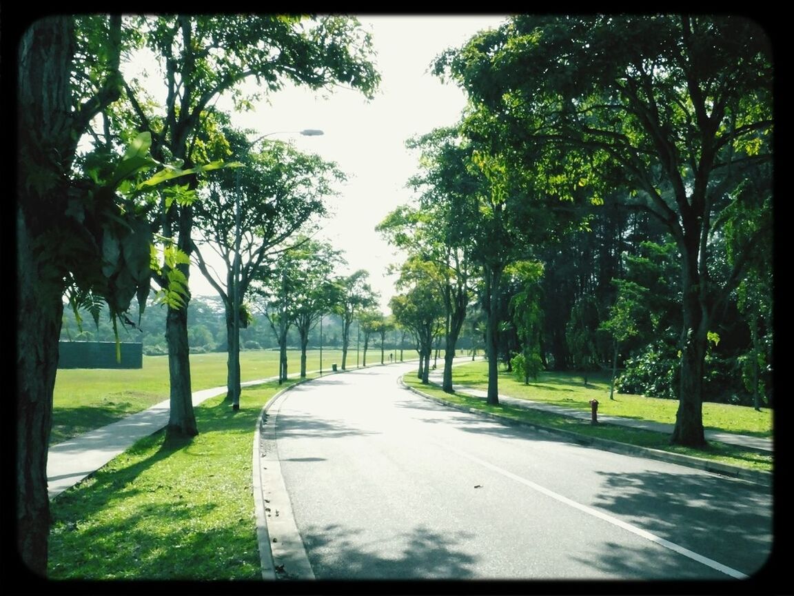 tree, the way forward, transfer print, road, diminishing perspective, transportation, tranquility, growth, auto post production filter, grass, shadow, treelined, vanishing point, empty, green color, sky, nature, sunlight, footpath, street