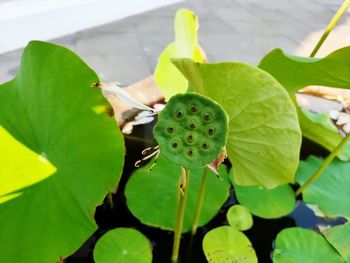 Close-up of lotus water lily leaves