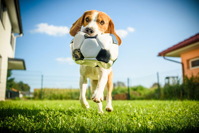 Dog with ball on field