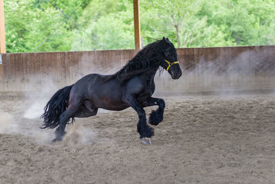 Black horse running on farm