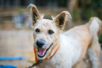 Close-up portrait of dog sticking out tongue outdoors