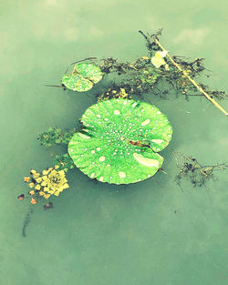 High angle view of water lily in lake