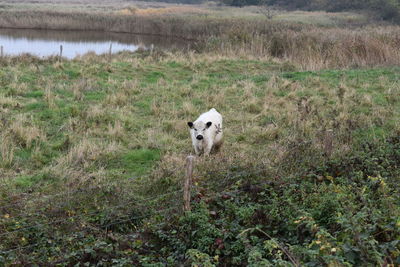 Portrait of a dog on field