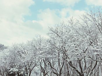 Low angle view of frozen trees against sky