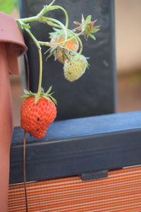 Close-up of strawberry on plant