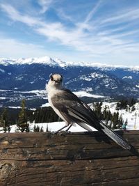 Bird perching on snow covered mountain