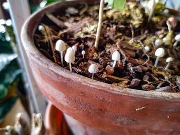 High angle view of plants