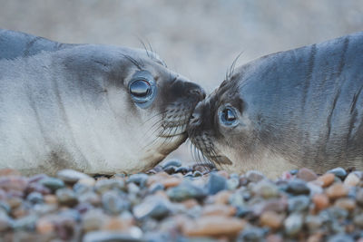 Elephant seal at patagonia.