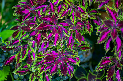 Close-up of pink flowering plant leaves